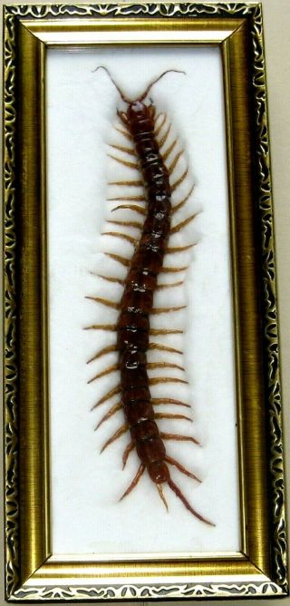 Very Rare Real Giant Centipede Taxidermy Insect Display Wood Frame Collectible 2