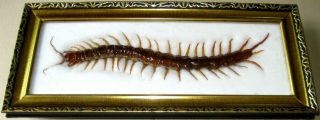 Very Rare Real Giant Centipede Taxidermy Insect Display Wood Frame Collectible 3
