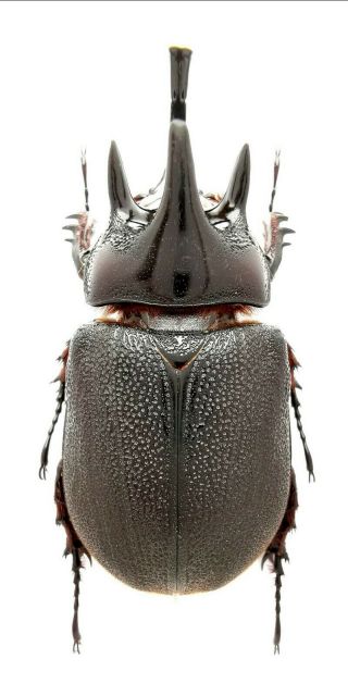 Insect,  Beetles,  Dynastinae,  Heterogomphus Flohri 48 Mm,  Mexico