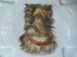 Brussels Griffon Hand Painted Dog Plate