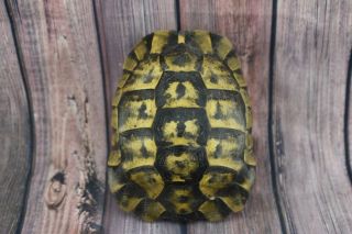 Dalmatian Turtle Shell Taxidermy 6.  5 " Not Endangered Balkans Hermann Tortoise