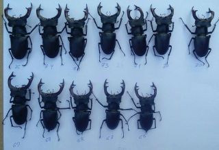 Coleoptera Lucanidae Lucanus Cervus Male / A1 / 12 Piece / 65 - 76 Mm / Ukraina