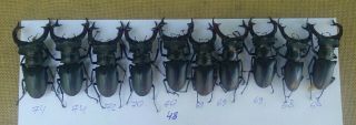 Coleoptera Lucanidae Lucanus Cervus Male / A1 / 10 Piece / 68 - 74 Mm / Ukraina