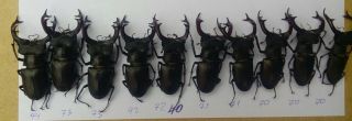 Coleoptera Lucanidae Lucanus Cervus Male / A1 / 10 Piece / 70 - 74 Mm / Ukraina