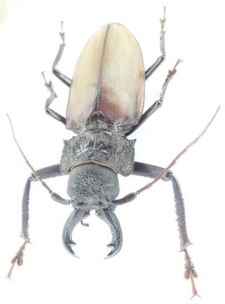 Coleoptera/cerambydae/prioninae Hisarai Seripierriae 84 Male From Peru