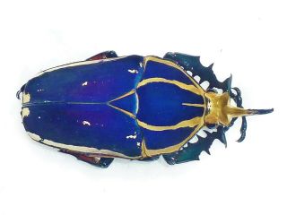 Mecynorrhina Ugandensis Male Huge Xxl Size 69mm,  Blue Uganda Rarity