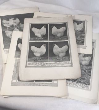 10 Poultry Photographs A.  O.  Schilling White Wyandotte Farm Antique Apa
