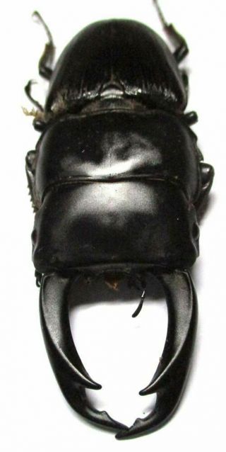 003 Mi : Lucanidae: Dorcus Parryi Setsuroi Male 72mm Teledont Very Large