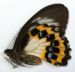 Rare Papilio Tydeus Female,  Morotai,  Indonesia,  Unmounted