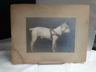 Early White Pit Bull Staffordshirer Terrier Studded Collar Cabinet Photograph