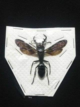 Hymenoptera Megalara Garuda,  Male,  Sulawesi - Indonesia