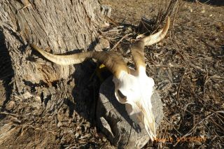Billy Goat Skull With Long Horns Taxidermy Hunting Gothic Bone Crafts