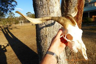 BILLY GOAT SKULL with long horns taxidermy hunting gothic bone crafts 2