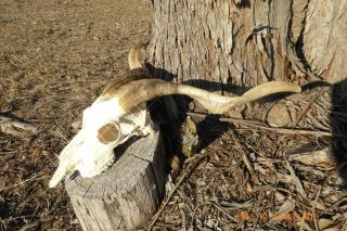 BILLY GOAT SKULL with long horns taxidermy hunting gothic bone crafts 3