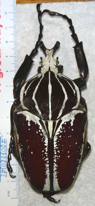 Goliathus Goliathus Conspersus 90.  7mm Male Africa 1 - F Goliath Beetle Insect