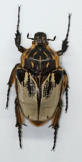 ,  Goliathus Cacicus Ab.  Humeralis Female 63.  3mm,  Ivory Coast,  Cetoniinae,