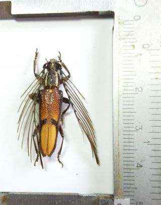 Very Rare Cerambycidae :piesarthrius Sp. ,  Obi,  Indonesia.