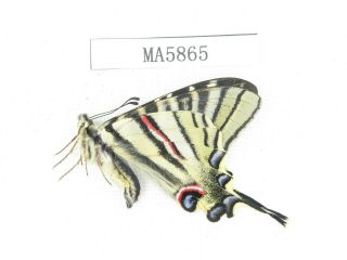 Butterfly.  Iphiclides Podalirinus.  China,  W Sichuan,  Batang.  1m.  Ma5865.