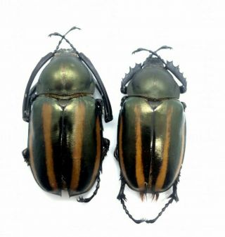 Euchirus Dupontianus Long Arm Beetle One Pair Specimens