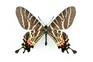 Lepidoptera Bhutanitis Mansfieldi Ssp.  Wingspan 72mm From Yunnan