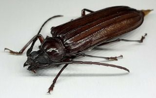 Cerambycidae/prioninae/ Chorenta Sp? 36 Mm From Peru
