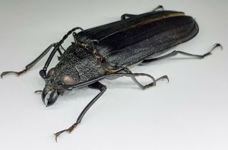 Cerambycidae/prioninae/ Stictosomus Semicostatus Female 63 Mm From Peru