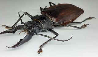 Cerambycidae/prioninae/ Macrodontia Crenata Male 82 Mm From Peru