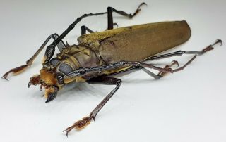 Cerambycidae/prioninae/ Orthomegas Haxarai 75 Mm From Peru