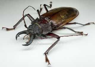 Cerambycidae/prioninae/ Hisarai Seripierriae Male 79 Mm From Peru