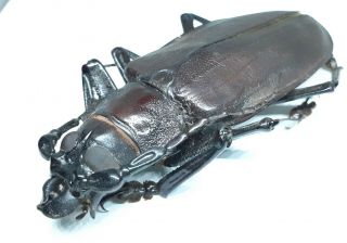 Cerambycidae/prioninae/titanus Giganteus Male 118 Mm From Peru
