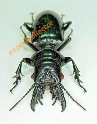 Carabidae - Ochryopus Gigas 53mm Giant Mandible From Uganda Very Rare Kba050