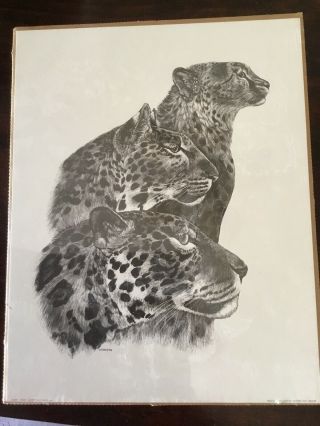 Windstone Editions Art Print Jaguar,  Leopard,  Cheetah 14x11 1981 M.  Pena Print