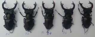 Coleoptera Lucanidae Lucanus Cervus Male / A1 / 5 Piece / 75 - 77 Mm / Ukraina