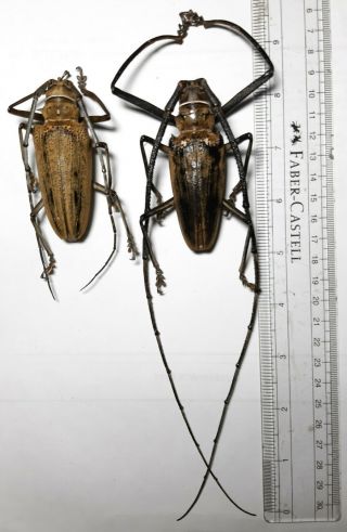 Monster Cerambycidae : Batocera Wallacei Proserpina Kei Isl. ,  1 Pr,  Indonesia.