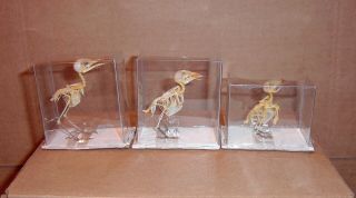Bird Skeletons 3 Species Rare Very Small Skeletons Display In Natural Position