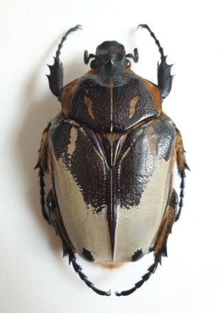 (cetoniidae) Goliathus Cacicus Female,  Rare