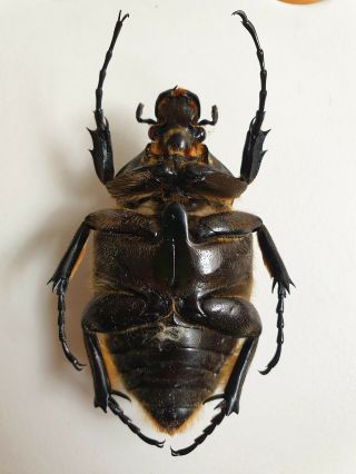 (Cetoniidae) Goliathus Cacicus female,  RARE 2
