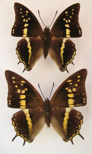 Charaxes Solon Orchomenus Pair (nymphalidae)