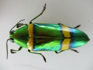53921 Buprestidae,  Chrysochroa sp?.  Vietnam S 2