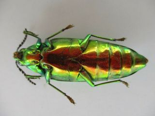 53921 Buprestidae,  Chrysochroa sp?.  Vietnam S 3