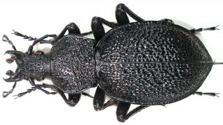 15.  Carabidae - Carabus (procerus) Gigas Ssp.  Parnasicus.  Male