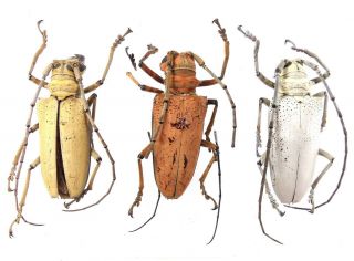 Rosenbergia Mandibularis - Cerambycidae Jayapura Province,  Papua,  Indonesia Rare