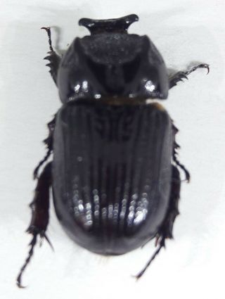 Scarabaeidae/dynastinae/ Amblyodus Castroi Top Rare From Brazil/brasil