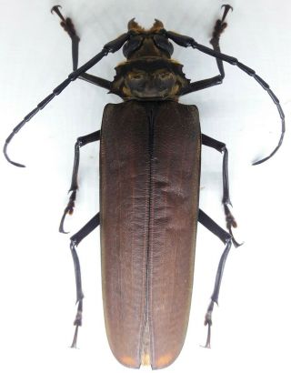 Cerambycidae/prioninae Callipogon (orthomegas) Frischeiseni Fema 81 Mm From Peru