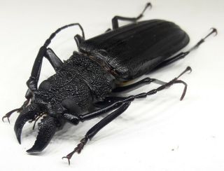 Cerambycidae/prioninae Stictosomus Semicostatus Male 64 Mm Rare From Brazil