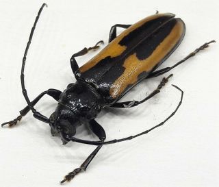 Cerambycidae/cerambycinae Poeciloxestia Sagittaria Top Rare From Brazil