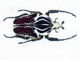 Goliathus Albovariegatus Male Huge 91mm Cetonidae Cameroon