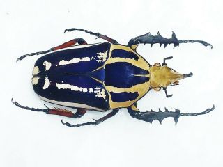 Mecynorrhina Ugandensis Male Very Big 64mm,  Blue Cetonidae Uganda