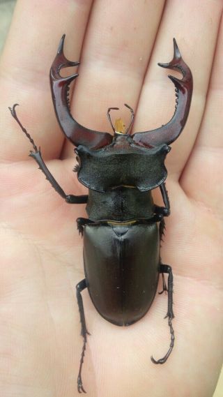 Coleoptera Lucanidae Lucanus Cervus/a1/1 Pair /81 Mm - Male/female/ Ukraine