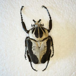 Beetle - Goliathus Regius Male 90 Mm From Ghana